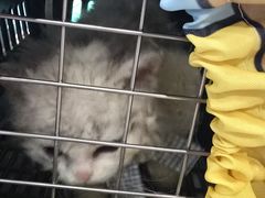 -伟伟宠物医院·CT影像中心·瑞派犬猫综合性门诊(汉口总院)