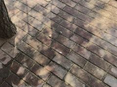-日照海滨国家森林公园