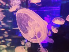 -海合安成都极地海洋公园