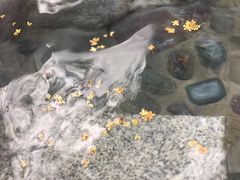 -映月潭温泉