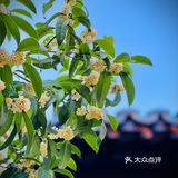 桂拂清风菊带霜