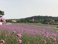 -大塘金香草谷