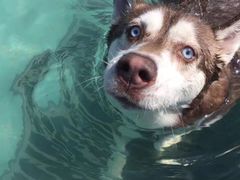 -趣玩宠物乐园寄养训犬训狗游泳池