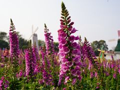 -松山湖梦幻百花洲