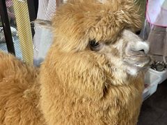 -上海中医药大学附属曙光医院(东部)