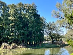 -上海共青森林公园