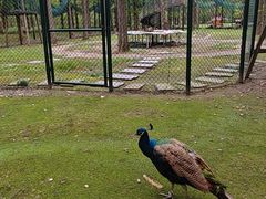 -黄海国家森林公园