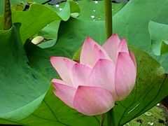 -荔湾湖公园