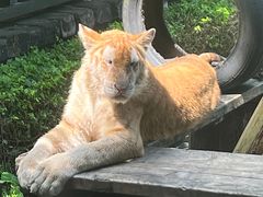-广州长隆野生动物世界