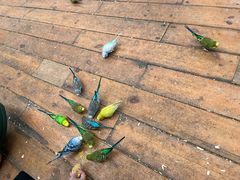 -南宫五洲植物乐园