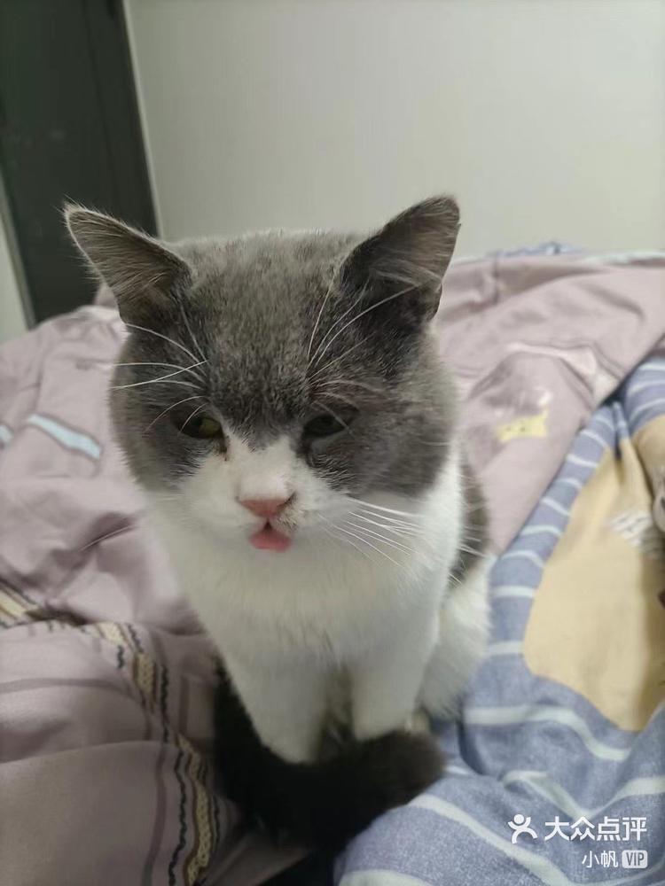 英国短毛猫蓝白便宜出