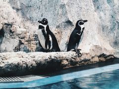 -帝企鹅自助餐厅•儿童岛•真企鹅(长隆企鹅酒店)