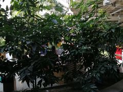 -红栌温泉山庄生态美食餐厅