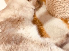 -藏猫猫咖啡主题馆(中央大道店)