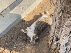 -金龙寺国家森林公园