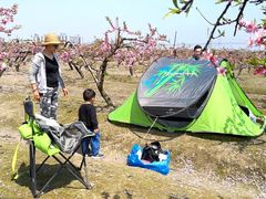 -樂桃源奉贤黄桃种植采摘基地