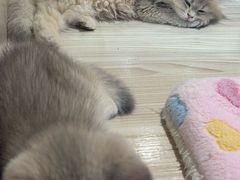 -屋虎猫馆(宝安大仟里店)