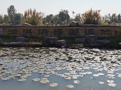 -泗洪洪泽湖湿地景区