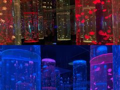 -海合安成都极地海洋公园