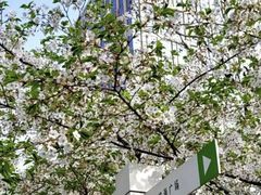 -桃花堤公园