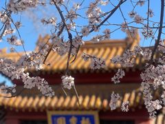 -桃花堤公园