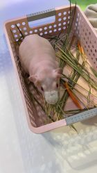 -Moni星球萌宠·小马宝莉·灵蛇·高端高阶全萌宠互动体验俱乐部(红豆国际广场店)