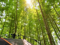 -桤木河湿地公园