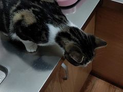-瑞派名望志远动物医院·猫科·內科·异宠专科(直港大道店)