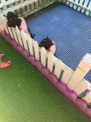 -萌宠亲子动物乐园(槐房万达店)