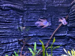 -上海海洋水族馆