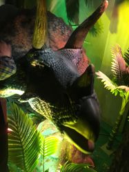 -恐龙探索乐园(磁器口店)