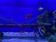 -太平洋海底世界