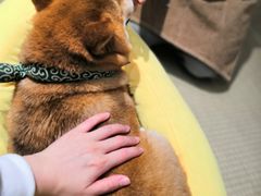 -逗柴咖啡屋·狗咖猫咖宠物桌游