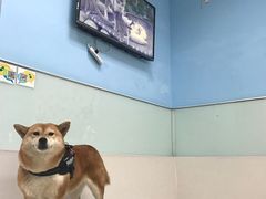 -纳吉亚猫专科动物诊疗中心(蒋宅口分院)