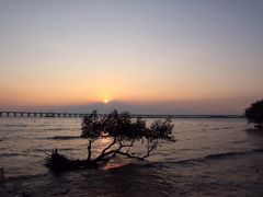 -宝安西湾红树林湿地公园