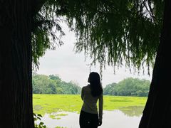 -南宁良凤江国家森林公园