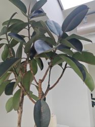 -HEYAN荷妍专业脱毛连锁机构