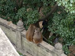 -苏州上方山国家森林公园