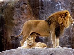 -石家庄市动物园