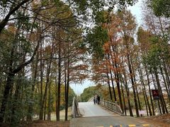 -上海海湾国家森林公园