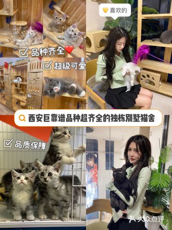 西安大唐御猫馆|品质超齐全的独栋别墅猫舍