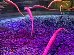 -凯莉-塔尔敦海洋生物水族馆