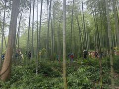 -东明山森林公园