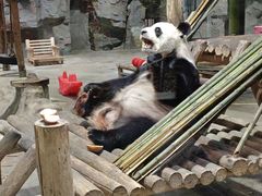 -栾川竹海野生动物园