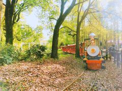 -上海共青森林公园