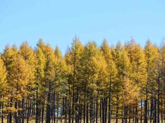 -塞罕坝国家级自然保护区