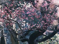 -杭州植物园