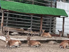 -青藏高原野生动物园