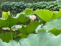 -陈家山荷花公园