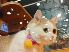 -欣宠猫屋·矮脚拿破仑·蓝金金渐层